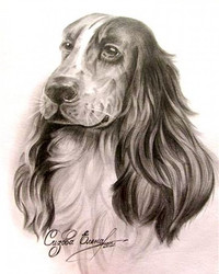 © Елена Сизова. Портрет собаки. Бумага/графитный карандаш.